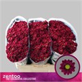 Хризантема сант-Chrysant sant-Pimento-55cm-900gr 044f5229-5376-11ed-0a80-0b7900380a44