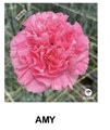 Гвоздика-Carnation-Amy-70cm-Si 2cab43d4-5b45-11ef-0a80-059000016b2e