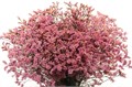 Лимониум-Limonium-Sin Anouchka Dia--70cm-30gr 2cb0192f-38d2-11ed-0a80-0857000c5f1e