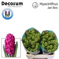 Гиацинт-Hyacinthus-Jan Bo-s-30cm 2cba58ca-bfa4-11ec-0a80-0b4c0006b235
