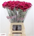 Гвоздика ст-Dianthus st-Mirage-70cm 2cc16633-8861-11ee-0a80-098f006946d2
