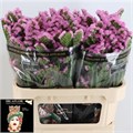 Лимониум-Limonium-S Barbie Wings-70cm-55gr 2cd38a04-8861-11ee-0a80-098f006946e0
