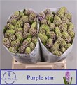 Гиацинт-Hyacinthus-Purple Star--30cm 2cd69964-bfa4-11ec-0a80-0b4c0006b25b