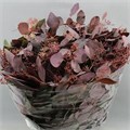 Эвкалипт-Eucalyptus-Populus Berry Red-70cm-300gr 2ce86e17-c6b5-11f0-0a80-06e100043d66