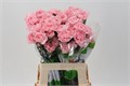 Гвоздика ст-Dianthus st-Pink Nahema 60cm-60cm 045993ca-5376-11ed-0a80-0b7900380a47