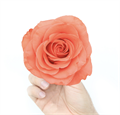 Роза-Rosa-Showgirl-60cm-AG 2cf20685-cb53-11ee-0a80-0f3400158d17
