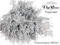 Аспарагус-Asparagus-Extra Veren White-65cm 2cf284be-c6b5-11f0-0a80-06e100043d69