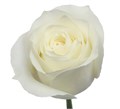 Роза-Rosa-White Chocolate-60cm-IS 2cf4f02d-d820-11ec-0a80-06ab001c80ea