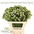 Леукадендрон-Leucadendron-L Ayoba Ja Pe-60cm 2cf845b8-8861-11ee-0a80-098f0069470e