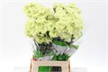 Гвоздика ст-Dianthus st-Selva Green-70cm 045f0118-5376-11ed-0a80-0b7900380a4a