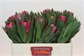 Протея-Protea-Brenda-50cm 2d060c63-c6b5-11f0-0a80-06e100043d75