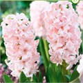 Гиацинт-Hyacinthus-Pink Elephant-30cm 2d13a6bd-bfa4-11ec-0a80-0b4c0006b2ae