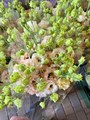Эустома светло-персиковая кудрявая-/Краснодар 2d13f56b-37c6-11ef-0a80-0cbf0048cdb8