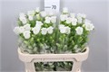 Кампанула-Campanula-M Champion White--70cm 2d183c0e-0e8a-11ee-0a80-114800493512