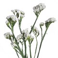 Статица-Statice-Lady Alba-60cm-Si 2d3d82ca-0b81-11ee-0a80-06fe00144249