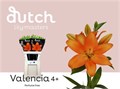 Лилия-Lilium-La  Valencia 4+-80cm-45gr 2d44a1f9-38d2-11ed-0a80-0857000c5f24