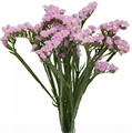 Статица-Statice-Tico Pink-50cm-Si 2d46daf4-0b81-11ee-0a80-06fe0014424c