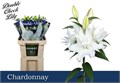 Лилия-Lilium-Du Chardonnay-85cm 2d4d6661-38d2-11ed-0a80-0857000c5f27