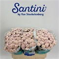 Хризантема сант-Chrysant sant-Ellison Sweet-55cm-100gr 2d4f9e9e-bfa6-11ec-0a80-0b4c00088f8d