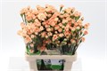 Гвоздика куст-Dianthus Tr- Dany Gold Select-65cm 04641ba9-5376-11ed-0a80-0b7900380a4d