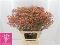 Лимониум-Limonium-Sin Max Dia-65cm-26gr 2d608836-38d2-11ed-0a80-0857000c5f2d
