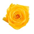 Роза-Rosa-Lighthouse-40cm-AG 2d60c7e6-5be7-11ef-0a80-09d80016f472