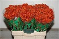 Хризантема сант-Chrysant sant-Aaa Edvaldo-55cm-110gr 2d693936-38d2-11ed-0a80-0857000c5f30