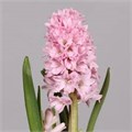 Гиацинт-Hyacinthus-Fondant--30cm 2d72c88a-bfa4-11ec-0a80-0b4c0006b334