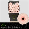 Гербера-Gerbera-Mi Macaron Diamond-50cm 2d858aa0-bf0a-11f0-0a80-1cdf001930e9