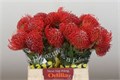 Леукоспермум-Leucospermum-Crimson-40cm 2d935412-bf0a-11f0-0a80-1cdf001930ec