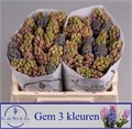 Гиацинт-Hyacinthus-Gem 3 Kleuren-30cm 2d961b71-bfa4-11ec-0a80-0b4c0006b361