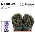 Гиацинт-Hyacinthus-Delft Blue-30cm 2d9d2084-bfa4-11ec-0a80-0b4c0006b368