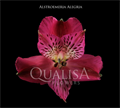 Альстромерия-Alstroemeria-Hot Pink-70cm-MS 2dad4d0f-c026-11ee-0a80-13c1000dc532