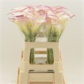 Калла-Zantedechia-Call Mario-65cm 2dad8d9c-bf0a-11f0-0a80-1cdf001930f2