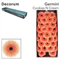 Гербера-Gerbera-Mi Cookie N Cream-45cm 2dbadf1f-bf0a-11f0-0a80-1cdf001930f8