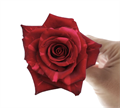 Роза-Rosa-Red Panther--50cm-IS 2dbd256d-5726-11ef-0a80-163e00222abf