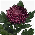 Хризантема одн-Chrysant Gr-Bigoudi Purple-80cm-90gr 046de8dc-5376-11ed-0a80-0b7900380a50