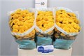 Хризантема сант-Chrysant sant-Ellison Orange-55cm-950gr 2dd4b233-bfa6-11ec-0a80-0b4c00089064