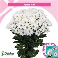 Хризантема куст-Chrysant Tr-Apres-ski-70cm-80gr 2dd5bcf8-bf0a-11f0-0a80-1cdf001930fb