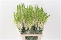 Антирринум-Antirrhinum-Poto Salmon-75cm 2ddcd0d0-86d4-11ee-0a80-0d52004cf95b