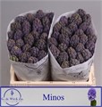 Гиацинт-Hyacinthus-Minos-30cm 2df489c1-bfa4-11ec-0a80-0b4c0006b3ee
