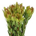 Леукадендрон-Leucadendron-Goldstrike 50cm 2df97c2b-bf0a-11f0-0a80-1cdf001930fe