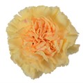 Гвоздика SE-Dianthus SE-Goldy-FC 2e053218-41eb-11f0-0a80-1699000a554c