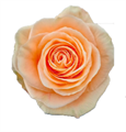 Роза-Rosa-Peach Wave-60cm-CN 2e072d89-6fe1-11ed-0a80-0c0700435c81
