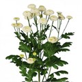 Матрикария-Tanacetum-Pa Rio-60cm-800gr 2e1cd616-86d4-11ee-0a80-0d52004cf967
