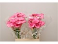 Калла-Zantedechia-Sweet Misty-60cm 2e285524-86d4-11ee-0a80-0d52004cf96a