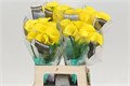 Калла-Zantedechia-Yellow-70cm 2e2c40d1-86d4-11ee-0a80-0d52004cf96d