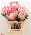 Протея-Protea-Cynaroides--60cm 0486226f-7675-11ee-0a80-0df30013b32a