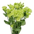 Лизиантус G-Lisianthus G-Rosan Emerald-/70cm 2e3cef5a-ab39-11f0-0a80-19480008e16c