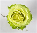 Роза-Rosa-Peridot-50cm-PE 2e48ccdc-39a5-11ed-0a80-07a500262f25